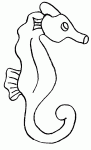 animaux de la mer