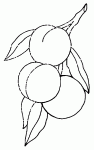 coloriages de peches