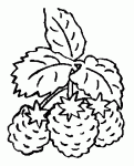 coloriages de framboises