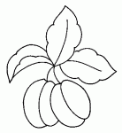 coloriages de abricots
