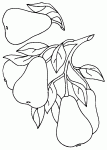 coloriages de poires