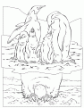 penguins