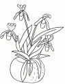 coloriage orchidee 10