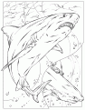 bullsharks