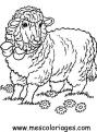 coloriage mouton 51