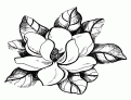 coloriage magnolia 07