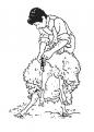 coloriage action tonte-d-un-mouton 109