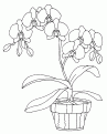 coloriage orchidee 02