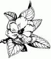 coloriage magnolia 06