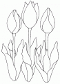 coloriage tulipe 14