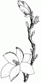 coloriage magnolia 01