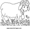 coloriage mouton 61