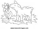 coloriage mouton 41