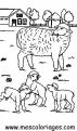 coloriage mouton 43