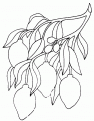 coloriage citron 16