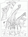 giraffe