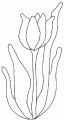 coloriage tulipe 01