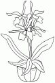 coloriage orchidee 09