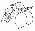 coloriage citron 21