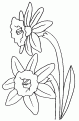 coloriage jonquille 09