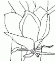 coloriage magnolia 02