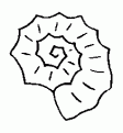 coloriage coquillage 14