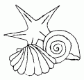 coloriage coquillage 12