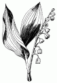 coloriage muguet 03
