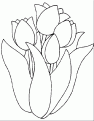 coloriage tulipe 03