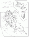 humpback