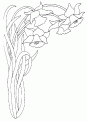 coloriage jonquille 10