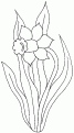 coloriage jonquille 03