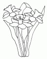 coloriage jonquille 02