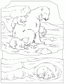 polarbear