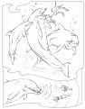 dolphins