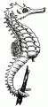 coloriage hippocampe 09