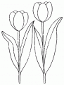 coloriage tulipe 25
