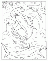 hammerheads