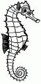 coloriage hippocampe 24