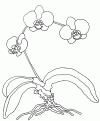 coloriage orchidee 06