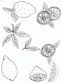 coloriage citron 18