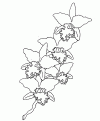 coloriage orchidee 04