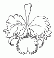 coloriage orchidee 05