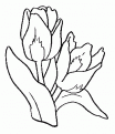 coloriage tulipe 22