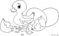 coloriage poussin de Paques 5