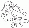 coloriage de concombre 06