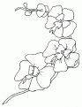 coloriage orchidee 03