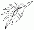 coloriage coquillage 04