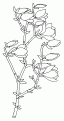 coloriage magnolia 09
