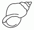 coloriage coquillage 07